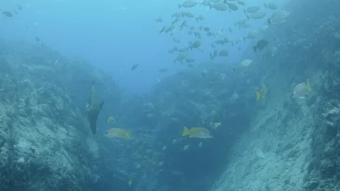Coral reef fish Stock Footage 101423774