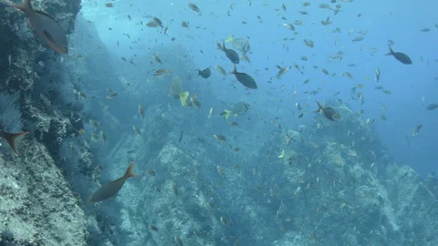 Coral reef fish Stock Footage 101423855