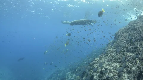 Coral reef fish Stock Footage 101423903