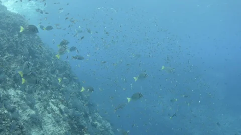 Coral reef fish Stock Footage 101423946