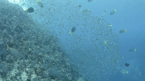 Coral reef fish Stock Footage 101423956