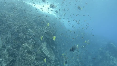 Coral reef fish Stock Footage 101423975