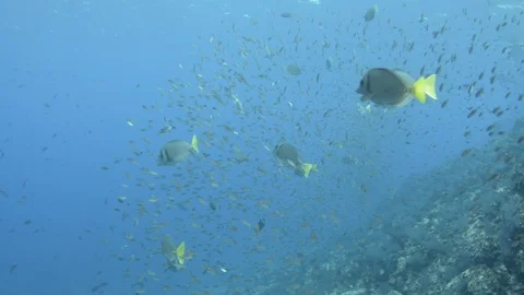 Coral reef fish Stock Footage 101423989