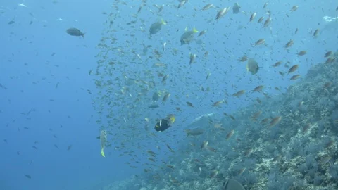 Coral reef fish Stock Footage 101423994