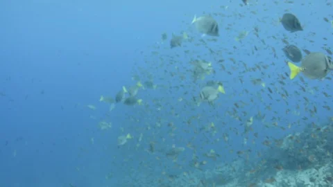 Coral reef fish Stock Footage 101424016