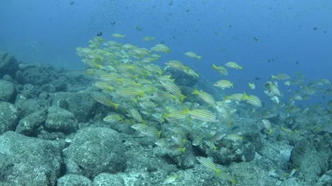 Coral reef fish Stock Footage 101424092