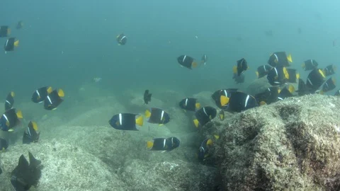 Coral reef fish Stock Footage 101424682