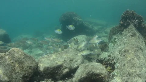 Coral reef fish Stock Footage 101424848