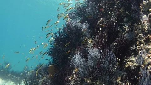 Coral reef fish Stock Footage 101424956