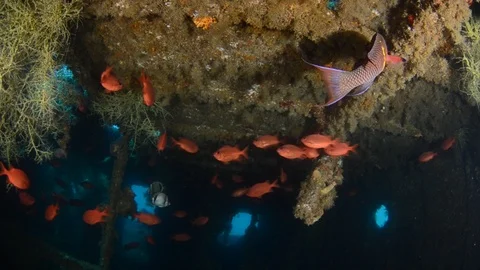 Coral reef fish Stock Footage 101425147