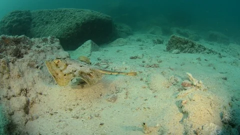 Coral reef fish Stock Footage 101425344