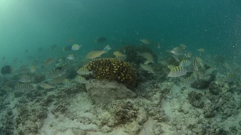 Coral reef fish Stock Footage 101425395