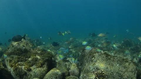 Coral reef fish Stock Footage 101425420