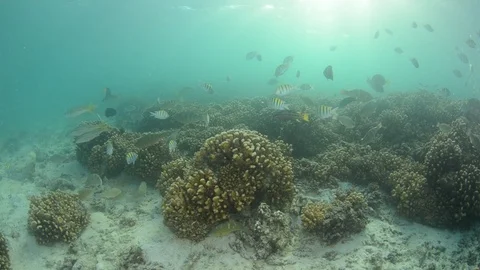 Coral reef fish Stock Footage 101425423