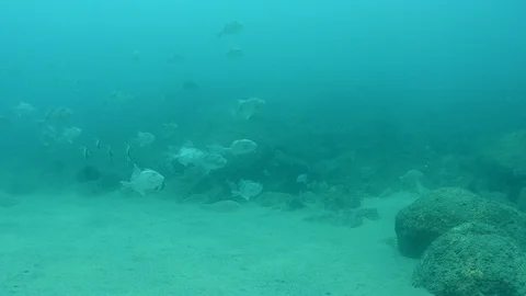 Coral reef fish Stock Footage 101425519