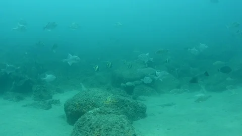 Coral reef fish Stock Footage 101425539