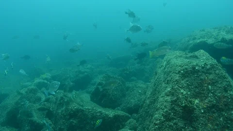 Coral reef fish Stock Footage 101425552