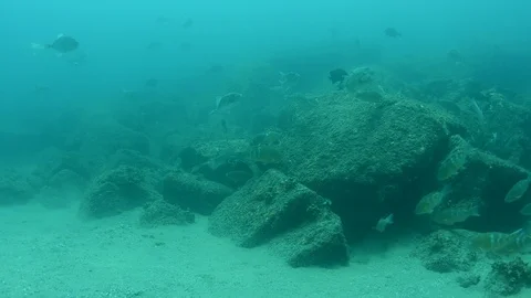 Coral reef fish Stock Footage 101425558