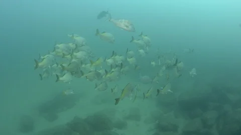 Coral reef fish Stock Footage 101425659