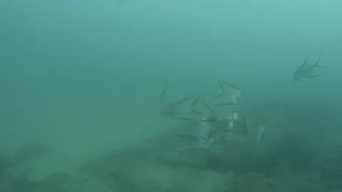 Coral reef fish Stock Footage 101425672