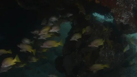 Coral reef fish Stock Footage 101425686