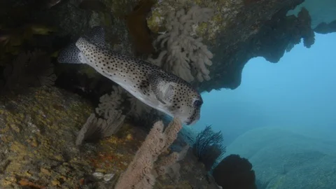 Coral reef fish Stock Footage 101425702