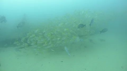 Coral reef fish Stock Footage 101425747