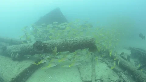 Coral reef fish Stock Footage 101425759