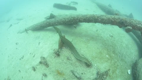 Coral reef fish Stock Footage 101425788