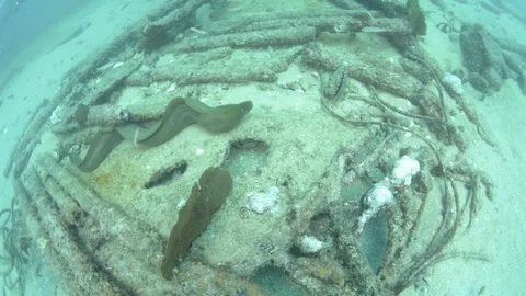 Coral reef fish Stock Footage 101425839