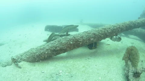 Coral reef fish Stock Footage 101425849