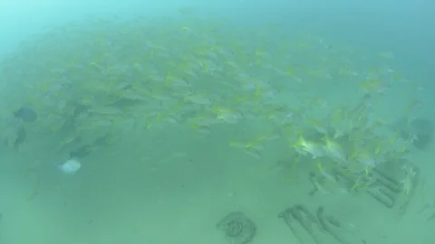 Coral reef fish Stock Footage 101425885