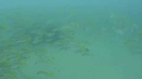 Coral reef fish Stock Footage 101425957