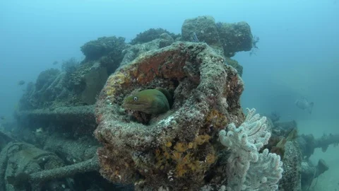 Coral reef fish Stock Footage 101425995