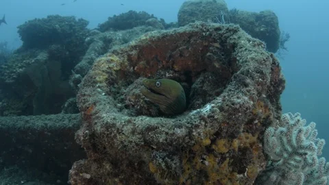 Coral reef fish Stock Footage 101426031