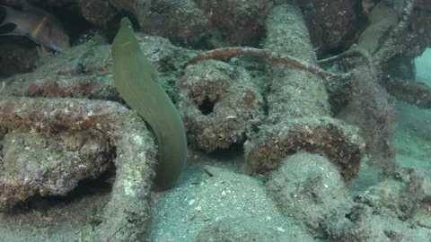 Coral reef fish Stock Footage 101426039