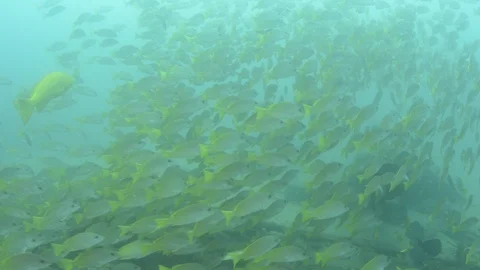 Coral reef fish Stock Footage 101426100