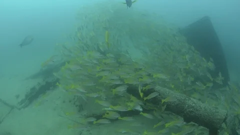 Coral reef fish Stock Footage 101426166