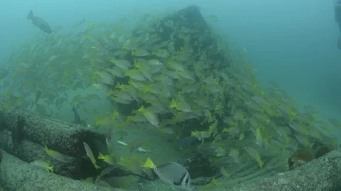 Coral reef fish Stock Footage 101426189