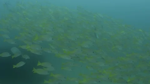 Coral reef fish Stock Footage 101426236