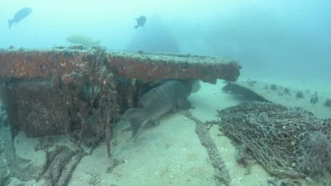 Coral reef fish Stock Footage 101426265