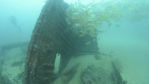 Coral reef fish Stock Footage 101426352