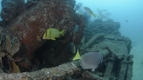 Coral reef fish Stock Footage 101426371
