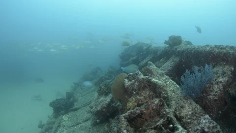 Coral reef fish Stock Footage 101426403