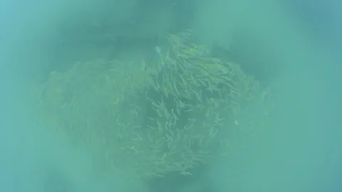 Coral reef fish Stock Footage 101426417