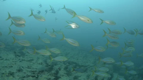 Coral reef fish Stock Footage 101426497