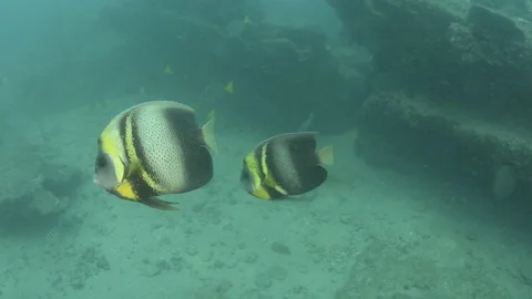 Coral reef fish Stock Footage 101426587