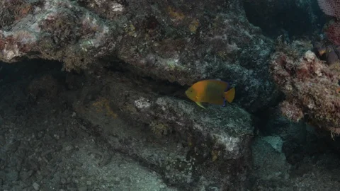 Coral reef fish Stock Footage 101426634