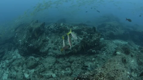 Coral reef fish Stock Footage 101426664