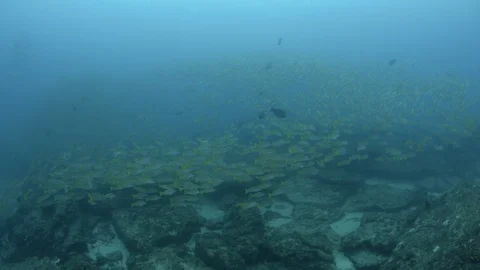 Coral reef fish Stock Footage 101426697